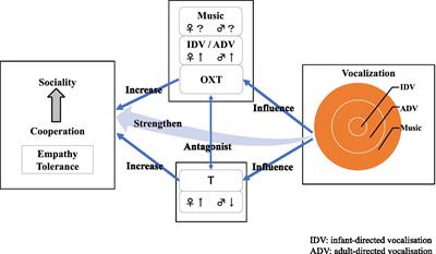 Testosterone, oxytocin and co-operation: A hypothesis for the origin and function of music